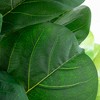 Nearly Natural 6-ft Artificial Giant Leaf Fiddle Leaf Fig Tree in Decorative Planter with Real Touch Leaves - 3 of 4