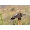 Trends International The Comedy Wildlife Photography Awards: Wendy Kaveney - That Wasn't Here Yesterday Unframed Wall Poster Prints - 4 of 4