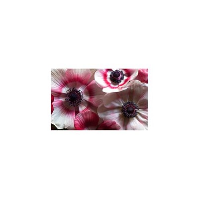 Yosemite Home Decor Anemone I Glass Art