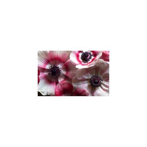 Yosemite Home Decor Anemone I Glass Art - 1 of 1