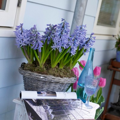 Hyacinths Fragrant Baby Blue Set of 10 Bulbs - Blue - Van Zyverden