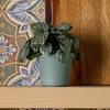 Bloem Terra Round Resin Planter Pot Indoor and Outdoor Gardening - 2 of 4