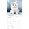 Trends International 2026 Cuddly Kittens Bilingual French 12"x12" Wall Calendar - 2 of 4
