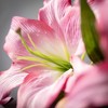 Sullivans 53" Artificial Lily Spray - 2 of 2