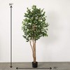 7'2"H Sullivans Oversized Potted Ficus Tree, Green - 4 of 4