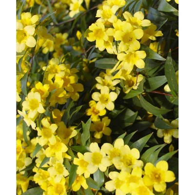 2.5qt Carolina Jessamine Plant Yellow Blooms - National Plant Network