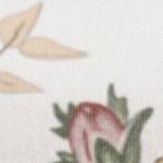 blooming floral rose