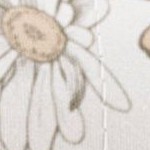 blooming floral rose