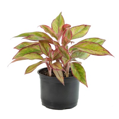 6" Siam Aglaonema Plant - National Plant Network