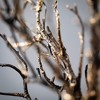 Sullivans Artificial 32.5" Gold Brushed Pine Twig Stem - 2 of 2