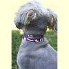 Country Brook Petz 1 1/2 Inch Deluxe Dog Collar - Americana Collection - 3 of 4
