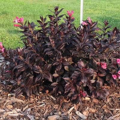 Weigela Stunner 4" Potted Rocketliners - Van Zyverden