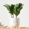 Halloween Ziggy White Live Houseplant - Good Little Garden™ - 2 of 4