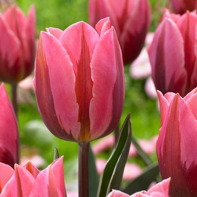 12ct Tulips Pretty Princess Bulbs - Van Zyverden