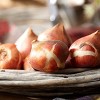 Van Zyverden 25ct Bulbs Tulips Extended Bloom Cotton Candy Mixture - 2 of 4