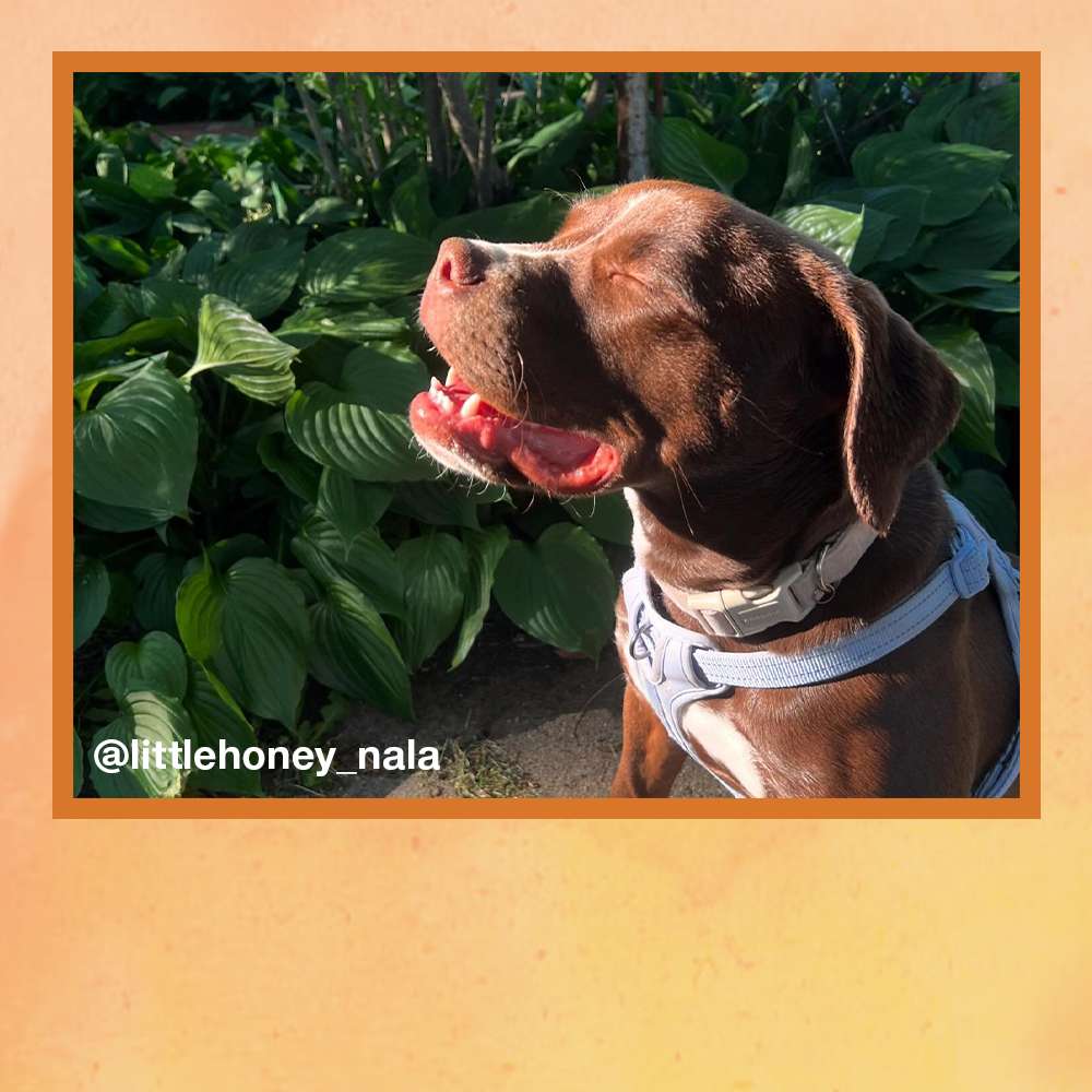 user image by @littlehoney_nala, Reflective + Comfort Adjustable Dog Harness - Lilac - Boots & Barkley™