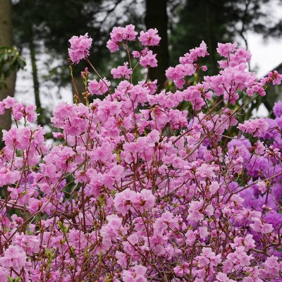 2.5 Quart Purple Blooming Elsie Lee Azalea Perennial Shrub
