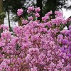 2.5qt Elsie Lee Azalea Plant with Purple Blooms - National Plant Network: Perennial Shrub, Partial Shade, Live Garden Addition - 4 of 4
