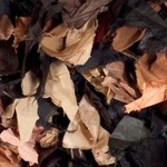 brown/multi