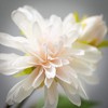 19"H Sullivans Pristine Cream Dahlia Spray, Cream - 2 of 2