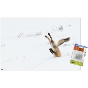 Trends International The Comedy Wildlife Photography Awards: Angela Bohlke - Diving Fox Unframed Wall Poster Prints - 1 of 4