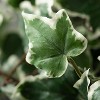Sullivans Artificial Ivy Twig Wreath - 2 of 3