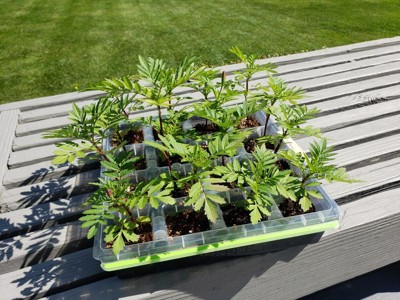 Burpee 36 Cell Superseed Seed Starting Tray : Target