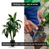 Cypress & Alabaster | Handmade 3' Artificial Tropical Cradle Tree In Home Basics Plastic Pot Made With Real Wood And Moss Accents - 2 of 4