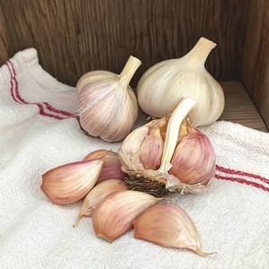 Van Zyverden 3ct Cloves Garlic Purple Creole - 1 of 4