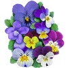 Madd Capp Puzzles: VIOLET 350 Piece Jigsaw Puzzle - 2 of 4