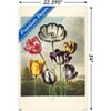 Trends International Tulips from the The Temple of Flora Unframed Wall Poster Prints - 3 of 4