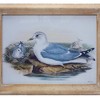 Framed Sea Bird Print Under Glass 16.5"L - 2 of 2
