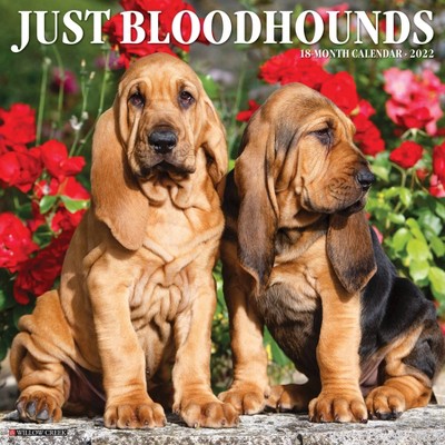 2022 Wall Calendar Just Bloodhounds - Willow Creek Press