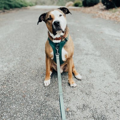 Comfort Dog Leash - L - Green - Boots & Barkley™ : Target