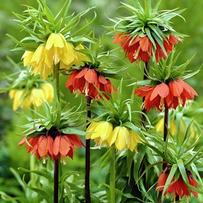 3ct Fritillaria Blend Bulbs - Van Zyverden