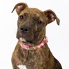 Country Brook Petz Premium Dog Collar and Leash - Paisley Collection - 2 of 4