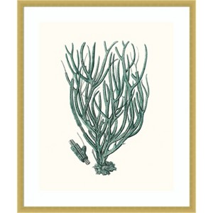 Amanti Art Antique Coastal Coral VIII by Johann Esper Wood Framed Wall Art Print - 1 of 4