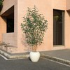 Dr.Planzen 8ft Artificial Ficus Tree with 18in White Planter, Tall Faux Ficus Trees with Real Wood Branches for Indoor and Outdoor Home Decor - 2 of 4