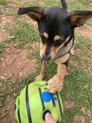 Pets Know Best 4-Pocket Wobble Wag Giggle Treat Ball