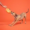 BARK Halloween Pumpkin Flapperlantern Dog Plush Toy - 4 of 4