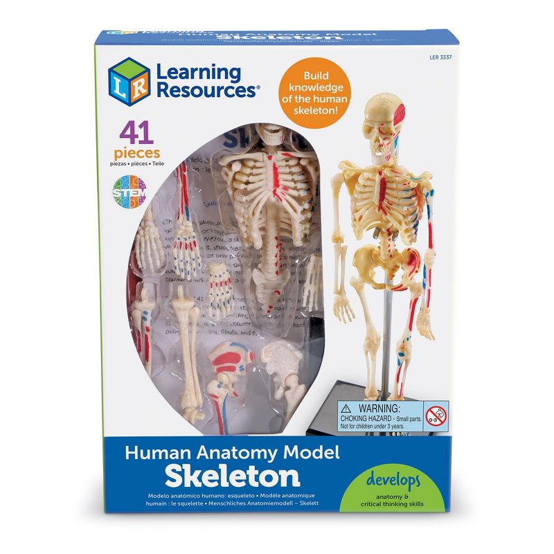 Learning Resources Skeleton Anatomy Model, Ages 8+, 4 of 6