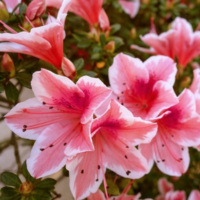 Encore Azalea Autumn 'Sunburst' 3gal U.S.D.A. Hardiness Zones 7-10 - 1pc - National Plant Network