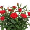4" Mini Roses Red - Good Little Garden™ - 2 of 3