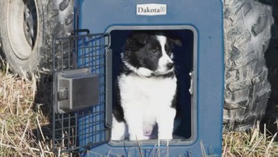 Dakota Large Dark Granite Polyethylene Dog Kennel with Ventilation