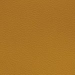 central florida golden knights