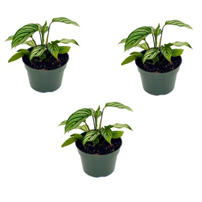 3pk Calathea Vittata Plant - National Plant Network