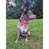 Country Brook Petz Heavy Duty Nylon Martingale Dog Collar with Deluxe Buckle - 30+ Vibrant Color Options - 3 of 4