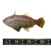 Unique Bargains Waterproof PVC Adhesive Fish Ruler Sticker for Kayak Workbench - 3 of 3