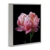 Stupell Industries Blooming Rose on Black, 17" x 17" - 3 of 4