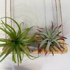 Air Plant Stand and Swing Collection - 2 of 4